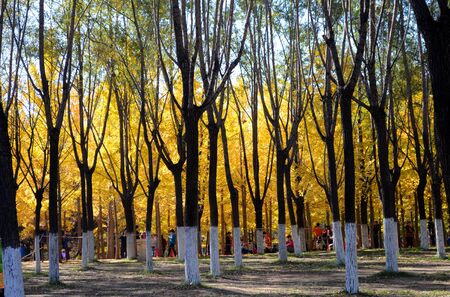 Autumn forest parkのeditorial素材