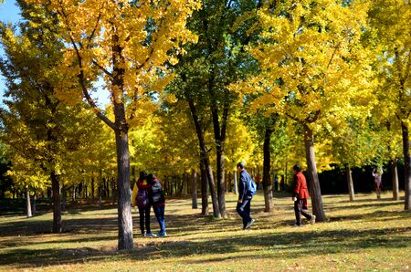 Autumn forestのeditorial素材