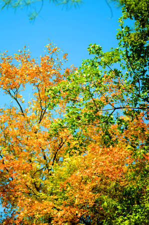 Closeup of treesの写真素材