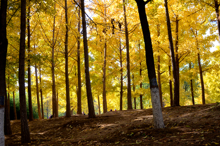 Autumn forestのeditorial素材