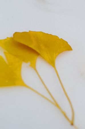 Snow in Ginkgo biloba leavesの写真素材