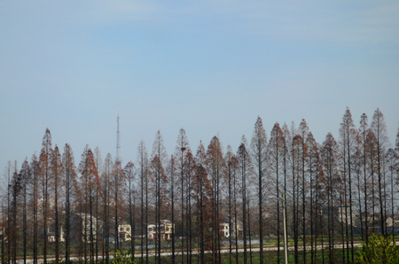 Winter of Metasequoia glyptostroboidesの写真素材