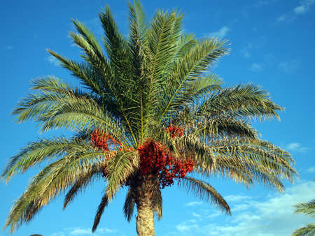 The palm tree