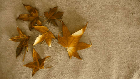 Merry Christmas Concept - Leaf, leaves on gold background image