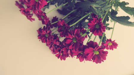 Daisies bunch Close-up background image