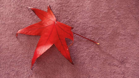 Autumn Concept - Leaf, leaves on red color over plain purple backgorundの写真素材