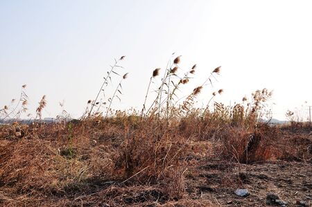 plants at autumnの写真素材