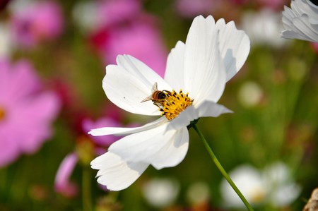 flowers blooming and beeの写真素材