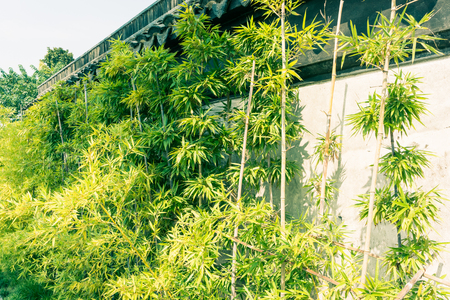 Growth outside the walls of bambooの写真素材