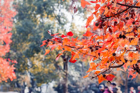 Red maple leaf and twigs