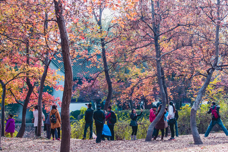 Suzhou Ping Shan autumn scenery with maple leafのeditorial素材