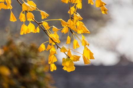 Autumn Ginkgo biloba