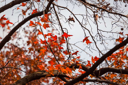 Red maple leaf and twigsの写真素材