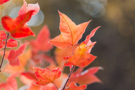 Red maple leaf and twigs