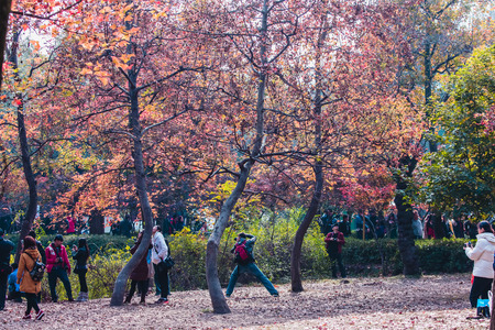 Suzhou Red Maple Ping Shan Lin Qiujingのeditorial素材