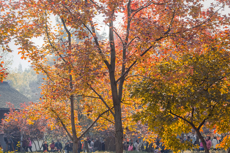 Suzhou Red Maple Ping Shan Lin Qiujingのeditorial素材