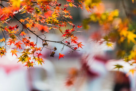 Red maple leaf and twigs