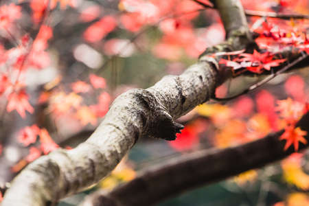 Red maple leaf and twigs