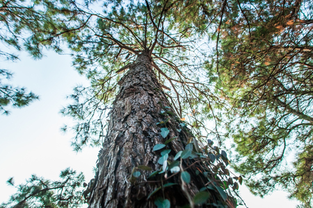 Pine trunks and leaves