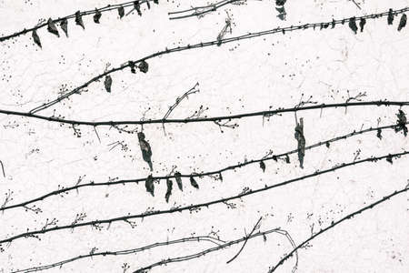 branch over white wall backgroundの写真素材