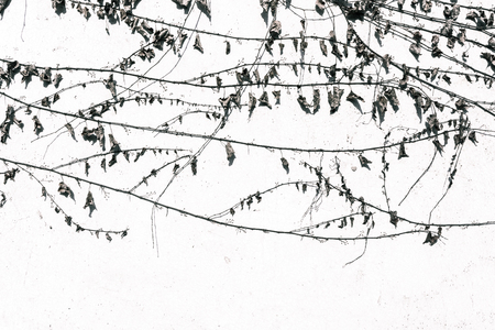 branch over white wall backgroundの写真素材