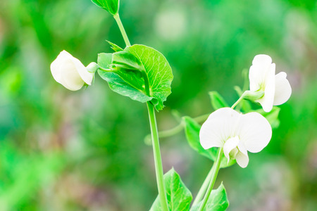 Pea flowerの写真素材