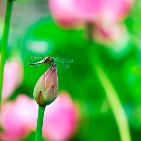 Dragonfly landed on lotus bud breakの写真素材