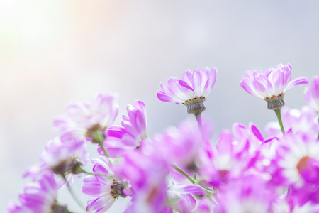 Blooming Cosmosの写真素材