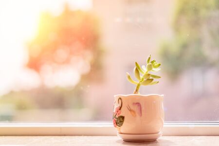 Succulent pot decoration at window sideの写真素材