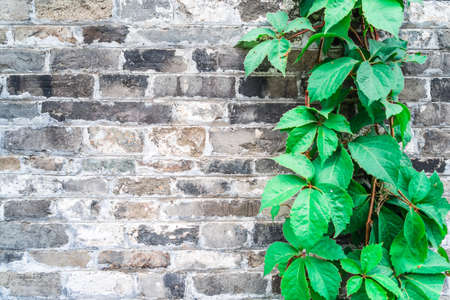 Green ivy wall on old vintage brick wallの写真素材