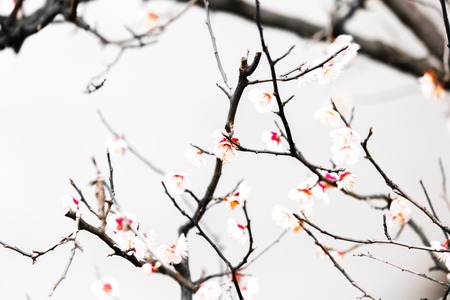 fresh plum tree flowers isolated on white backgroundの写真素材