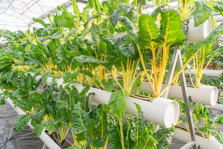 Fresh organic vegetable in hydroponic vegetable field.