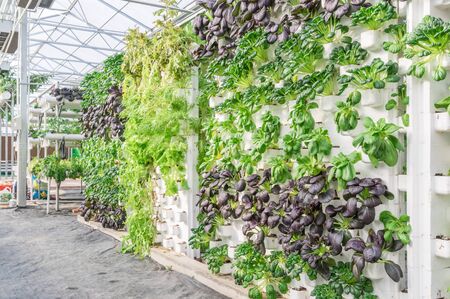 Fresh organic vegetable in hydroponic vegetable field.のeditorial素材