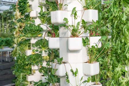 Fresh organic vegetable in hydroponic vegetable field.の写真素材