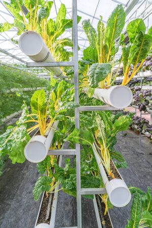 Fresh organic vegetable in hydroponic vegetable field.の写真素材