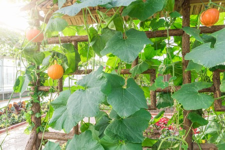 Long bottle gourd or winter melonの写真素材