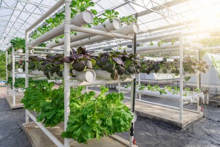 Fresh organic vegetable in hydroponic vegetable field.のeditorial素材