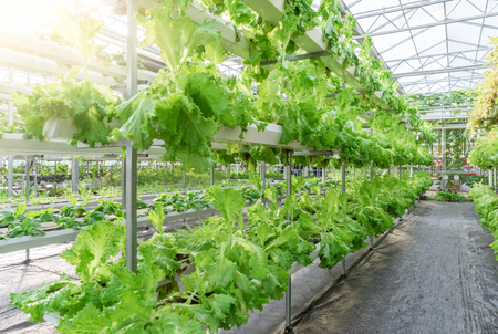 Fresh organic vegetable in hydroponic vegetable field.のeditorial素材