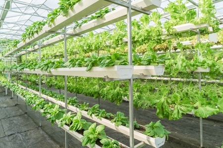 Fresh organic vegetable in hydroponic vegetable field.の写真素材
