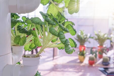 Fresh organic vegetable in hydroponic vegetable field.の写真素材