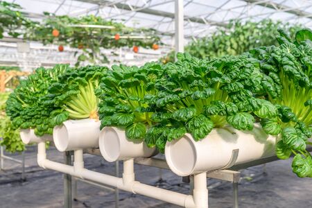Fresh organic vegetable in hydroponic vegetable field.の写真素材