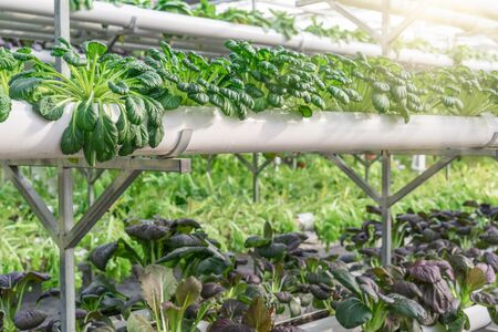 Fresh organic vegetable in hydroponic vegetable field.の写真素材