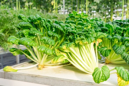 Fresh organic vegetable in hydroponic vegetable field.の写真素材