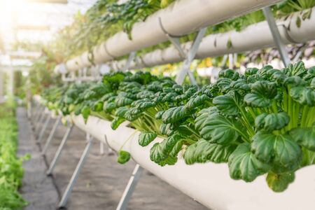 Fresh organic vegetable in hydroponic vegetable field.の写真素材