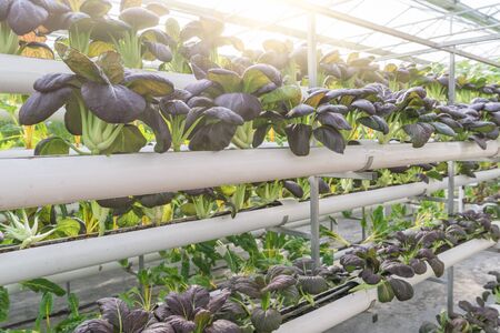 Fresh organic vegetable in hydroponic vegetable field.の写真素材