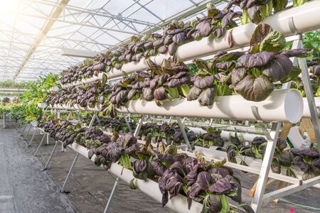 Fresh organic vegetable in hydroponic vegetable field.のeditorial素材