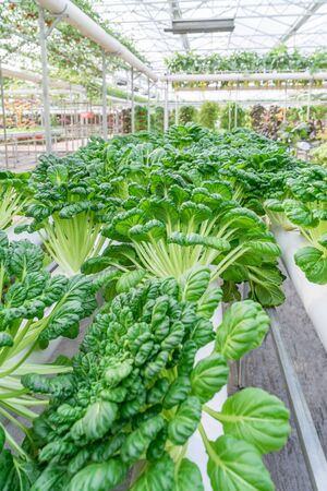 Fresh organic vegetable in hydroponic vegetable field.のeditorial素材