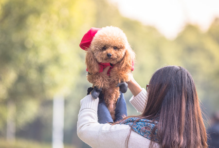 Toy Poodle playing with its female master in a park.の写真素材