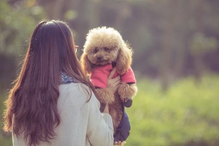 Toy Poodle playing with its female master in a park.の写真素材