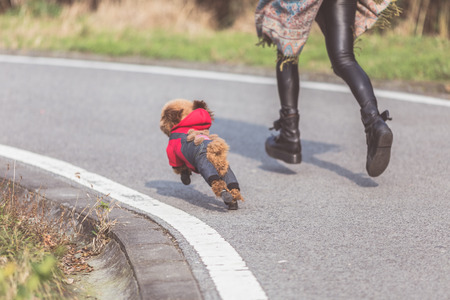 Toy Poodle playing with its female master in a park.の写真素材